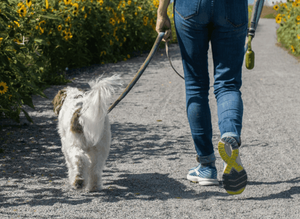 ABCF-March-Blog-2-Featured-Image-1920x1080-2 A person walking their dog down a sidewalk