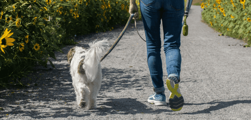 A person walking their dog down a sidewalk